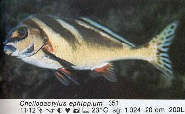 Cheilodactylus ephippium